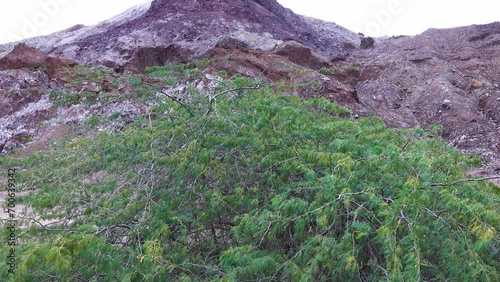 Salines mountains. halite deposins. Thin acacia vegetation. Volcanic origin Hormuz Island. photo