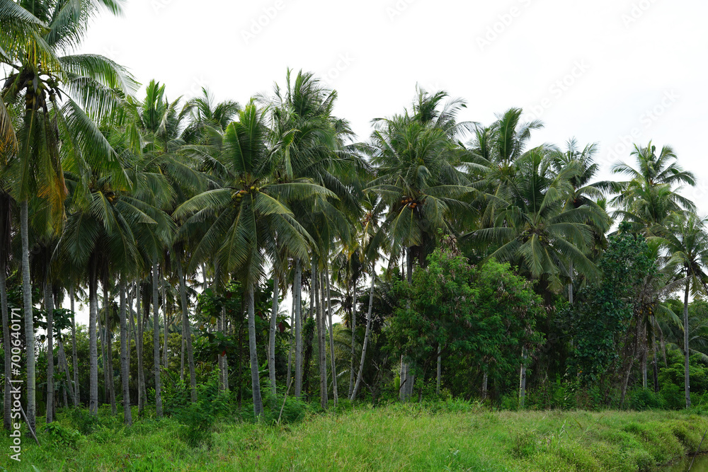 Obraz premium Garden of Coconut Tree In Sunlight.