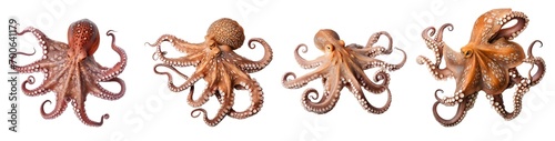 octopus isolated on a transparent PNG background, white background, Generative Ai