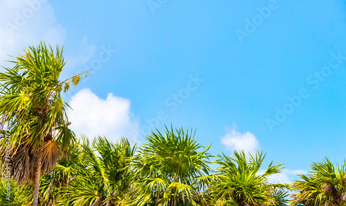Caribbean beach nature palm trees plant jungle forest nature Mexico.