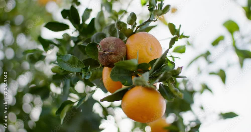 Citrus Bliss: A Macro Journey into Ripe Mandarins on the Tree Cluster. High quality 4k footage Citrus Bliss: A Macro Journey into Ripe Mandarins on the Tree Cluster. High quality 4k footage