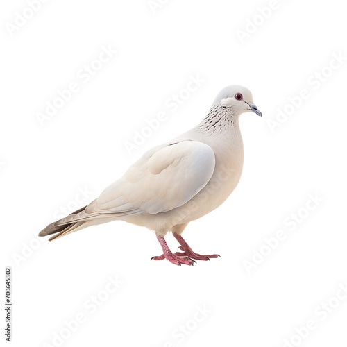pigeon isolated on white background