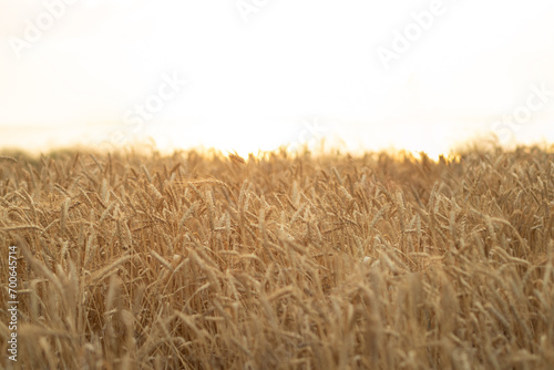 wheat field, sunset, vastu photo