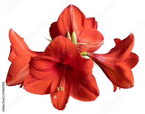Red Amaryllis with four flowers and two buds on a transparent background, isolated closeup. png 