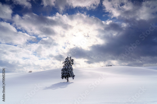 富良野　雪原に立つ春よ来いの木　厳冬期北海道観光 photo