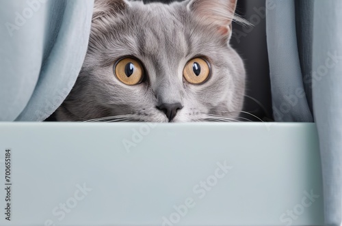 Playful Elegance: Grey Purebred Cat Posing Playfully and Peeking Out. Generative AI.