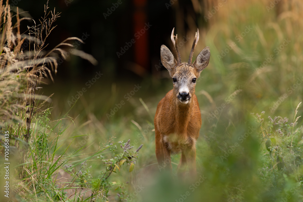 Roe Deer (Capreolus capreolus) older buck standing on a grassy path with dark forest in background Roe Deer (Capreolus capreolus) older buck standing on a grassy path with dark forest in background