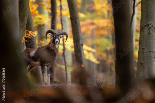 European Mouflon (Ovis Orientalis), young mouflon standing in beautiful autumn forest photo