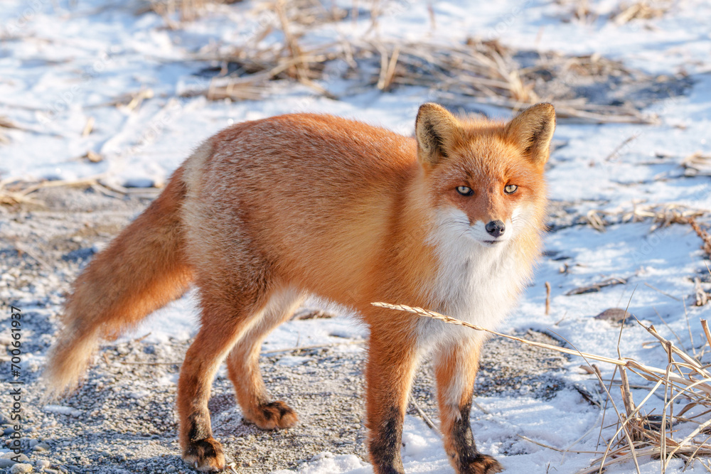 冬のキタキツネ 北海道の野生動物 冬のキタキツネ 北海道の野生動物