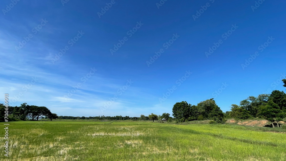 Rice Field Nature Background Green Field