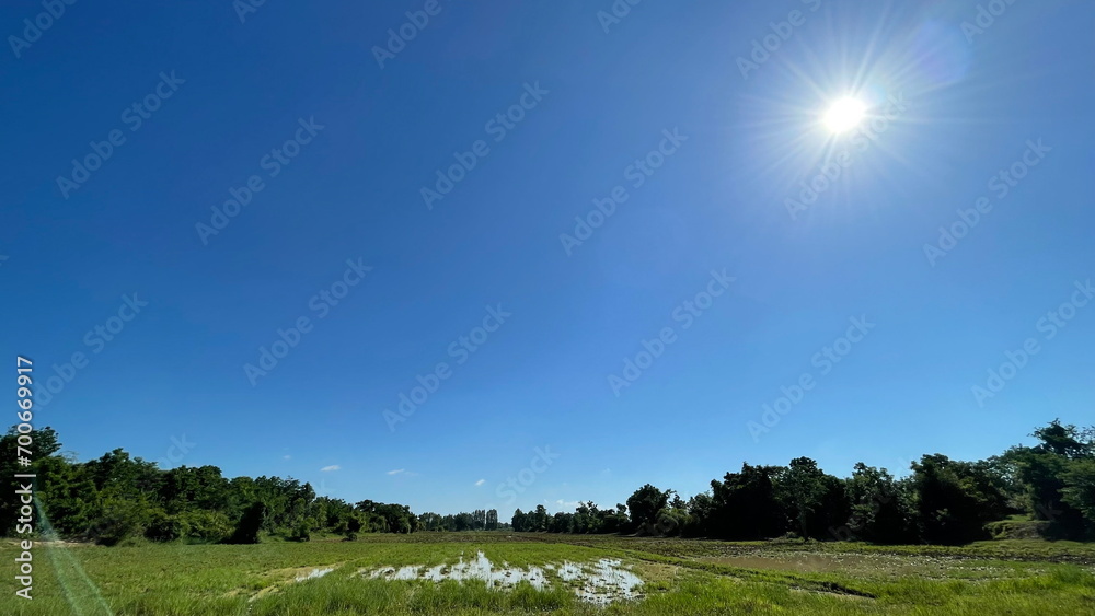 Fototapeta premium Rice Field Nature Background Green Field