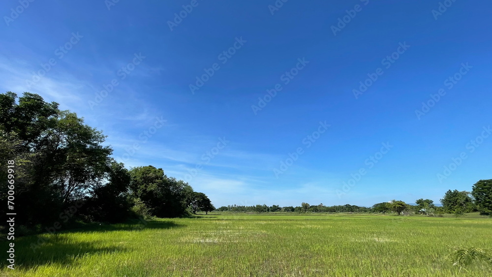 Fototapeta premium Rice Field Nature Background Green Field