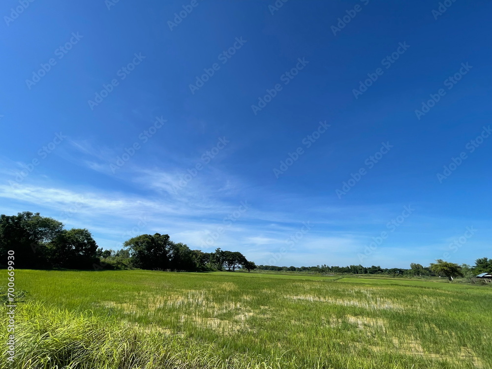 Rice Field Nature Background Green Field