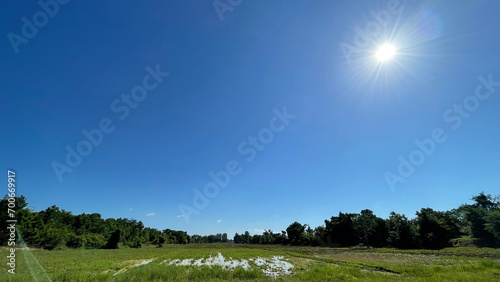 Rice Field Nature Background Green Field