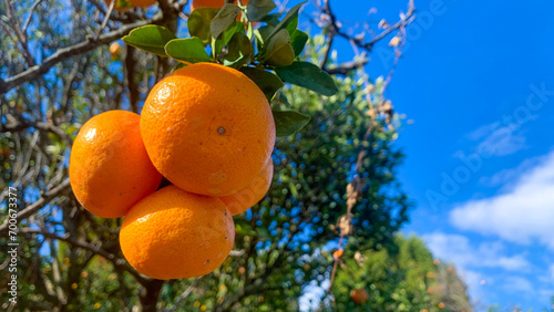 美味しい蜜柑が育つ九州の蜜柑畑