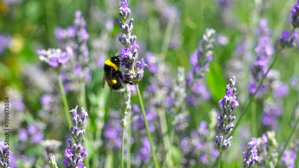 bee flying in the lavender flover field