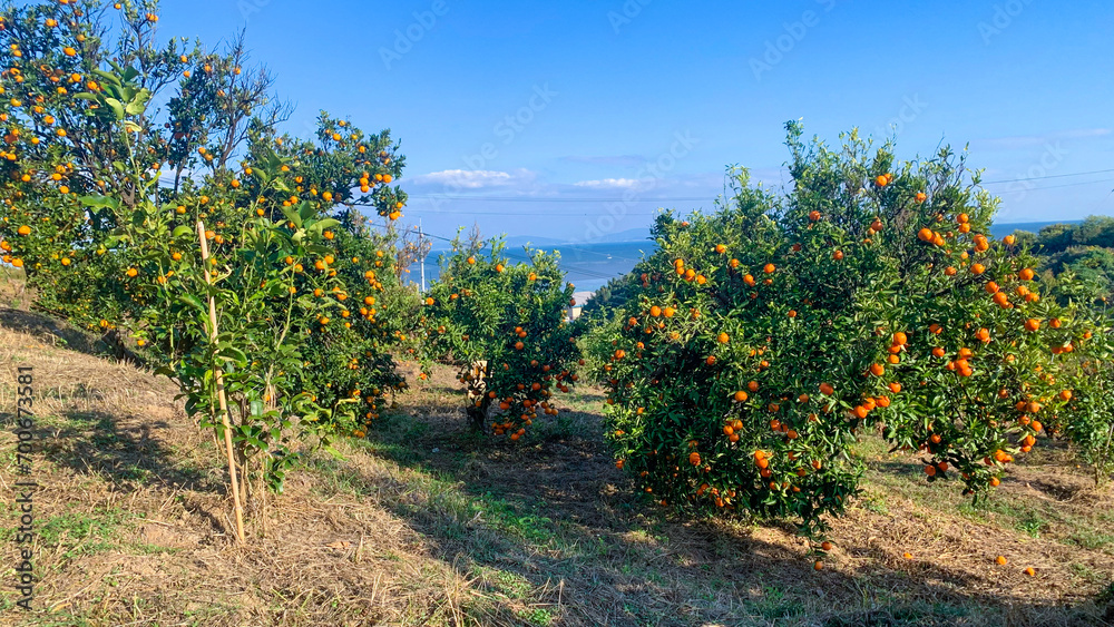 Naklejka premium 美味しい蜜柑が育つ九州の蜜柑畑