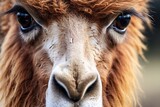 Close up of the face of a llama (Lama glama)