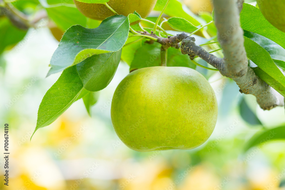 果樹園に実った梨の果実 鳥取県 青梨 Stock Photo | Adobe Stock