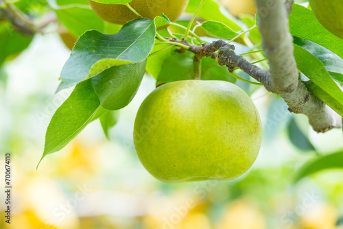 果樹園に実った梨の果実 鳥取県 青梨