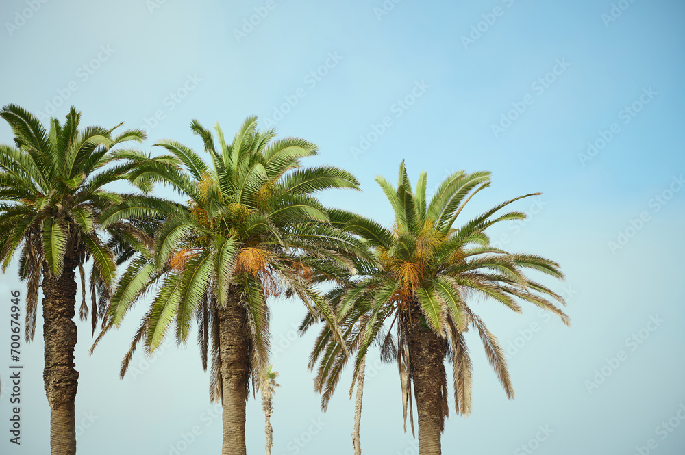 Three beautiful palm trees with dates against blue clear sky background. Copy advertising space