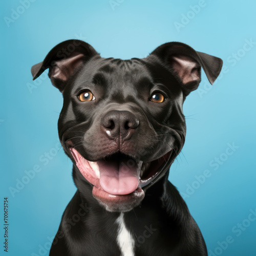 Dog pets canine background purebred adorable cute portrait animal pedigree domestic breed mammal