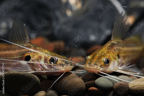 Beautiful catfish Mystus pulcher fish face close up photo