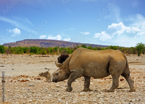  Black Rhino with horn cut off walking across the African Plains with an ostrich in the background. The horn has been cut to deter poachers from killing it.