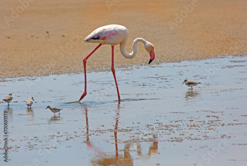 Greater Flamingo skimming the water for food  whie small water birds stay close by