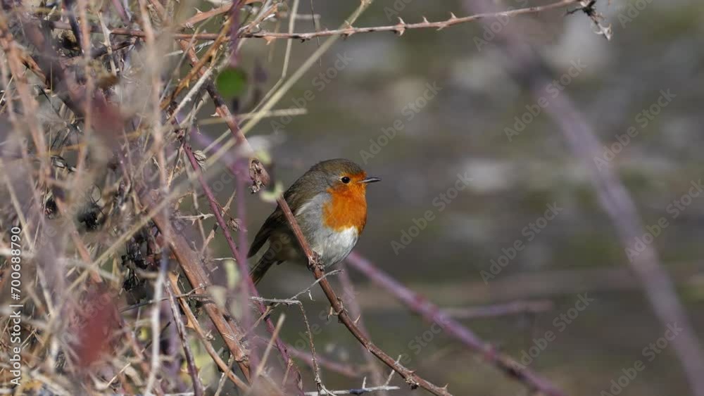 RobRobin bird perching on a branchin bird perching on a branch RobRobin bird perching on a branchin bird perching on a branch