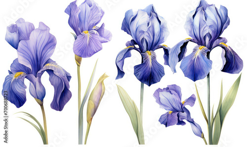 Iris flower nature blooming blue blossom botany background summer floral flora garden spring plant