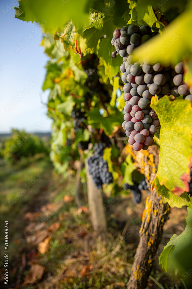 Grappe de raisin noir ou pourpre dans les vignes au soleil avant les vendanges.