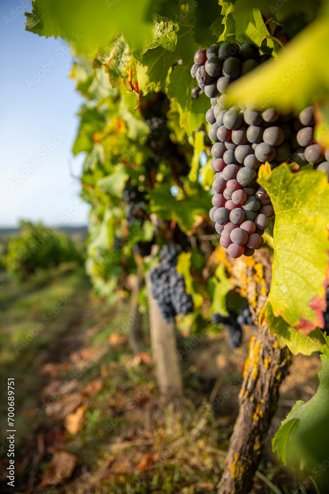 Fototapeta premium Grappe de raisin noir ou pourpre dans les vignes au soleil avant les vendanges.