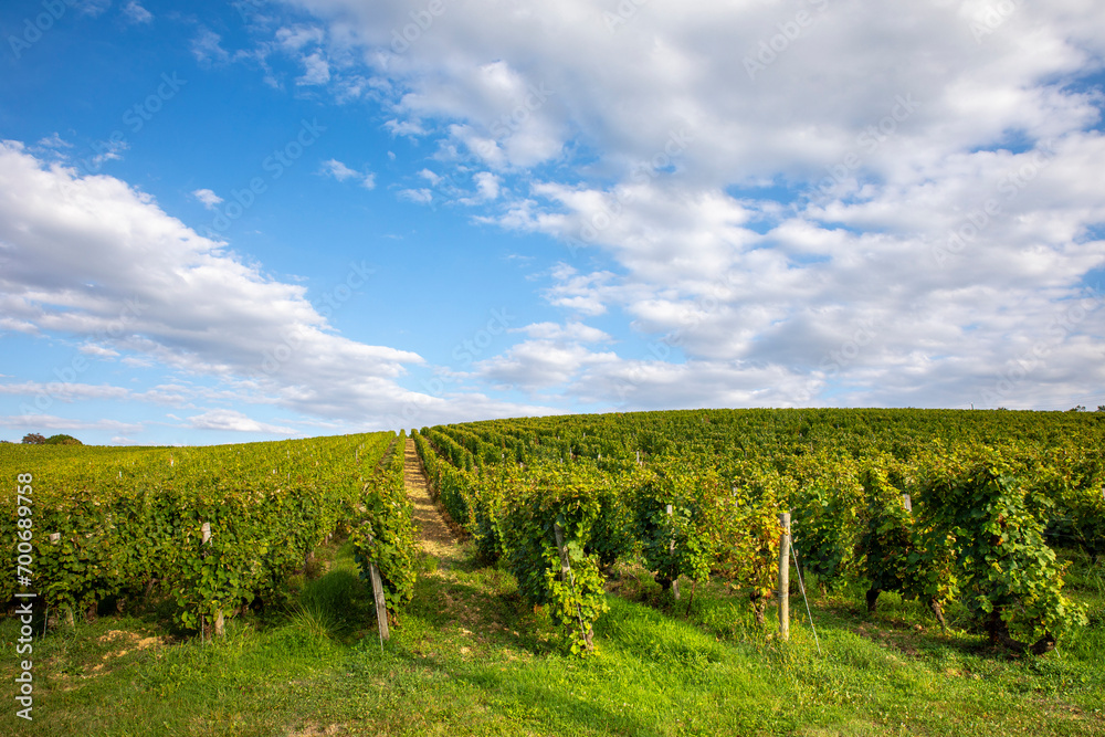 Vigne en automne en France, vignoble d'Anjou.
