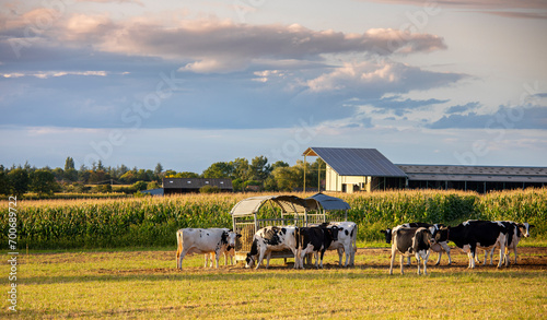 Vache en pleine nature au milieu de la campagne et au pied d'une ferme en France.