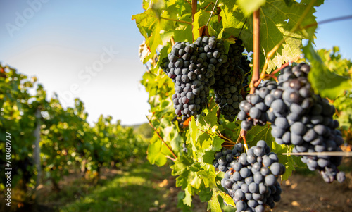 Vigne et grappe de raisin pourpre dans un vignoble avant les vendanges.