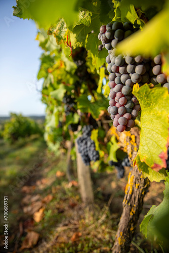 Wallpaper Mural Grappe de raisin noir ou pourpre dans les vignes au soleil avant les vendanges. Torontodigital.ca