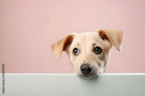 Cute dog peeking out from above blue cloth with pastel pink background