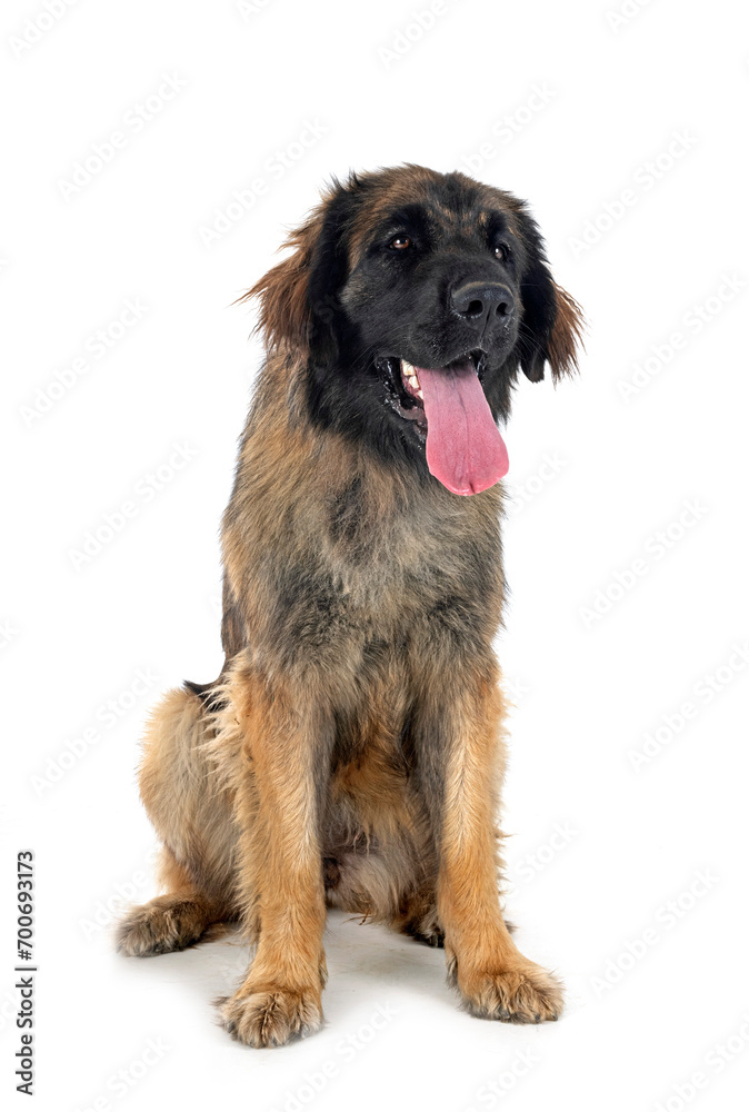  Leonberger in studio