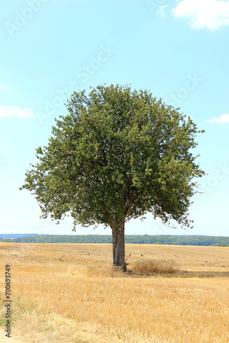 Baum auf einem Kornfeld