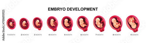Photographie Human embryo development stages