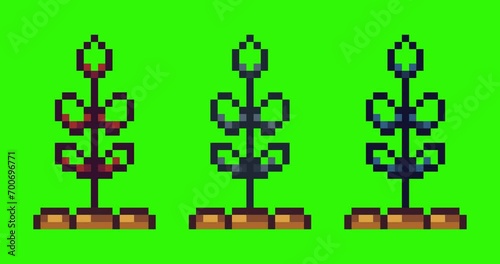 Green screen of paddy,rice plant icon bits pixel slowly appeared and dissappeared. Simple animation from  pixel dots form sets of rice plant icon . Usefull for game asset or design asset animate.