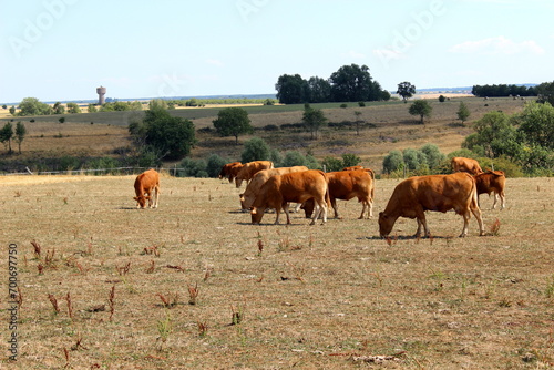 Kühe auf der Weide © Reikara