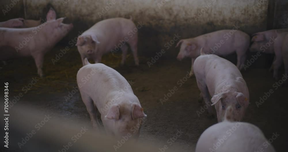Swine Pigs Husbandry Modern Pig Farm Livestock Farm Pork Production Swine Pigs Husbandry Modern Pig Farm Livestock Farm Pork Production