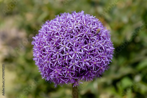 Allium Ambassador - Allium Zierlauch - Blume