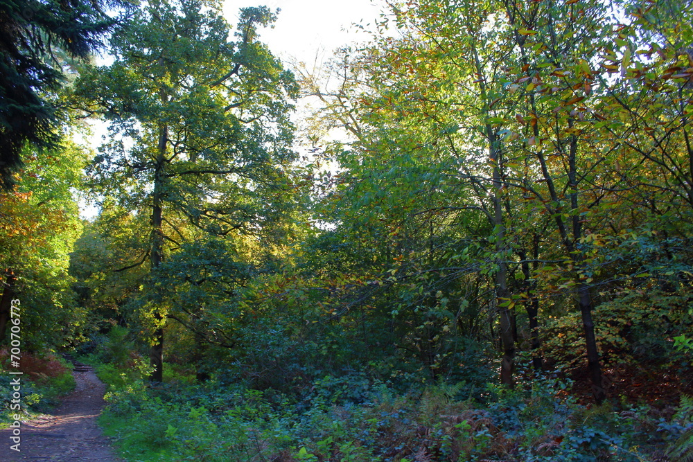 Forest and trees in Surrey, England 