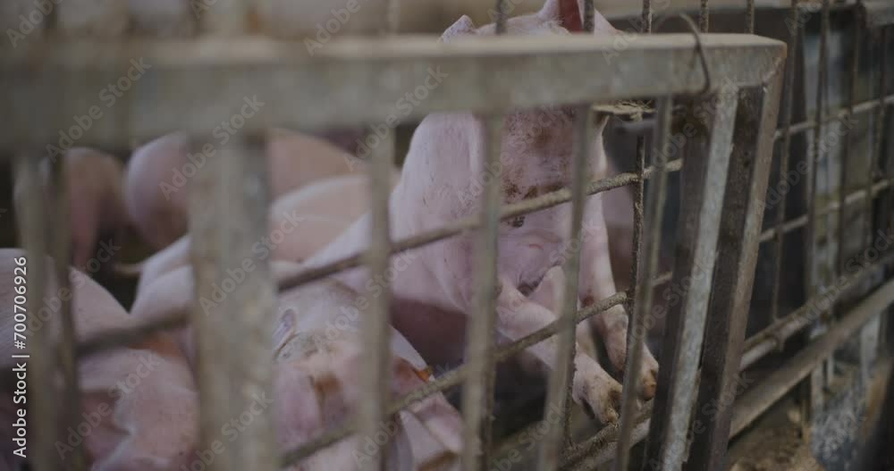 Swine Pigs Husbandry Modern Pig Farm Livestock Farm Pork Production