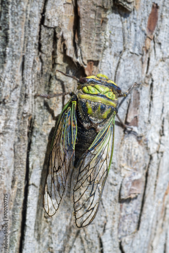 Insect of the cicadidae species commonly known as cicadas, coyuyos ...