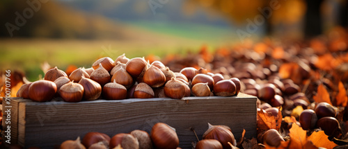 Rustic display of hazelnuts and chestnuts in wooden boxes. photo