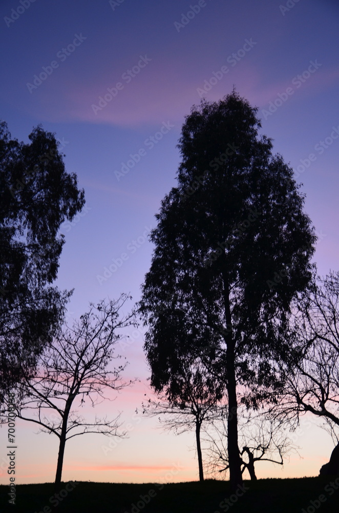 silhouette of tree at sunset silhouette of tree at sunset